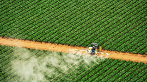 Best Pest Removal Services  in Rolling Meadows, IL