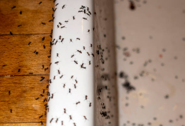 Best Pest Prevention Services  in Rolling Meadows, IL