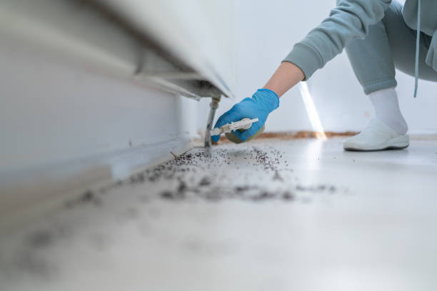 Trusted Rolling Meadows, IL Pest Control Experts